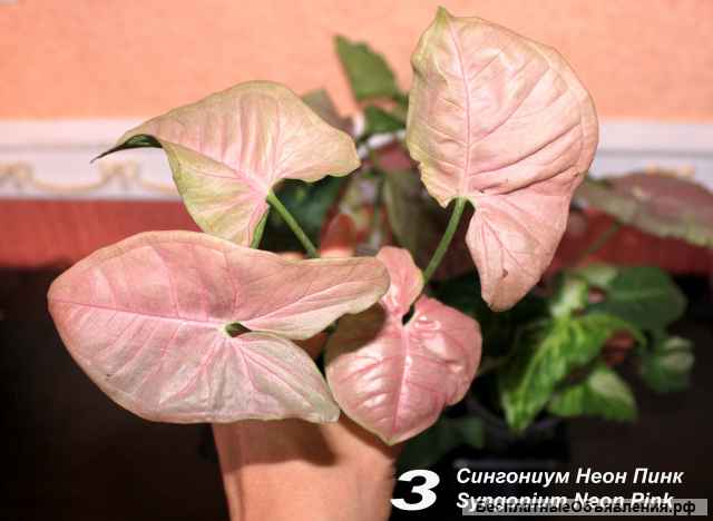 Сингониум Неон Пинк, Жаде, Мохито