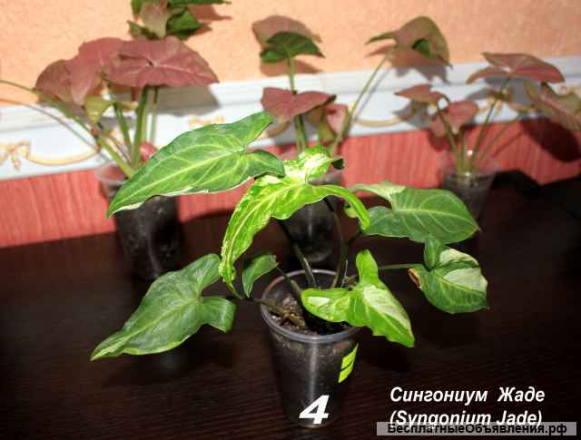 Сингониум Неон Пинк, Жаде, Мохито