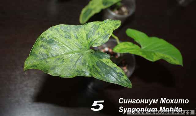 Сингониум Неон Пинк, Жаде, Мохито