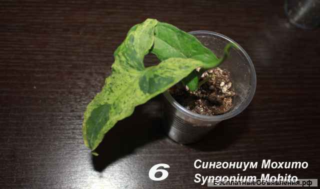 Сингониум Неон Пинк, Жаде, Мохито