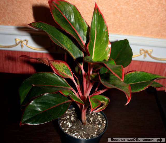 Аглаонема КРИТ сортовая