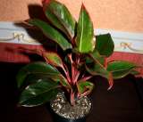 Аглаонема КРИТ сортовая