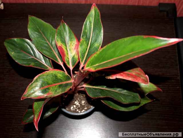 Аглаонема КРИТ сортовая