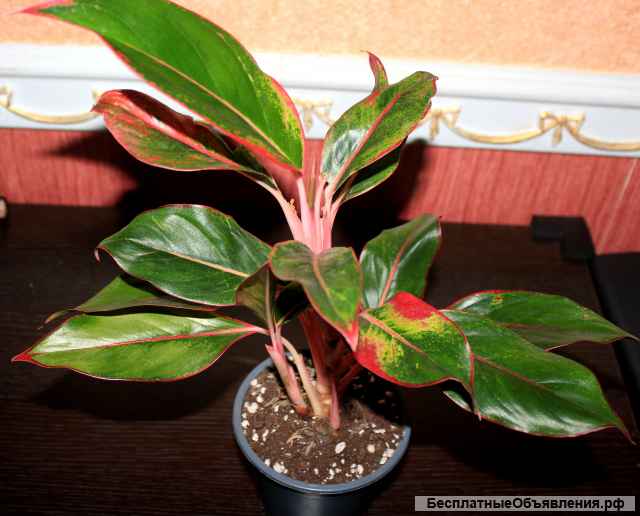 Аглаонема КРИТ сортовая