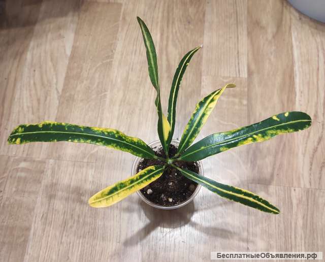 Кротон-кодиеум