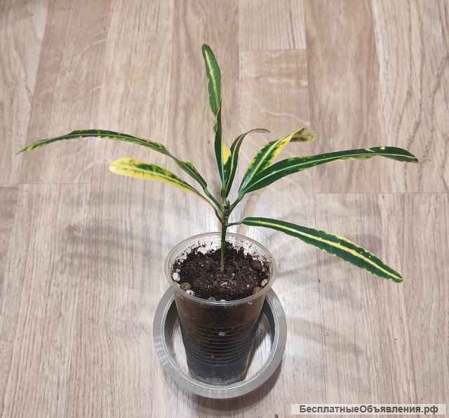 Кротон-кодиеум