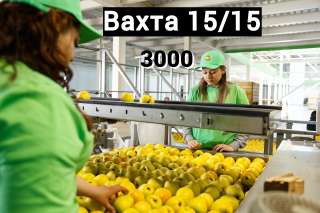 Упаковщик фруктов работа вахтой 15/15 в Москве с проживанием