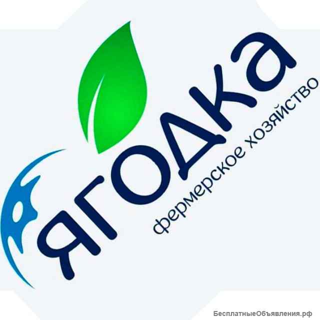 Оптом элитных саженцев голубики для плантации