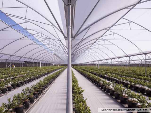 Оптом элитных саженцев голубики для плантации