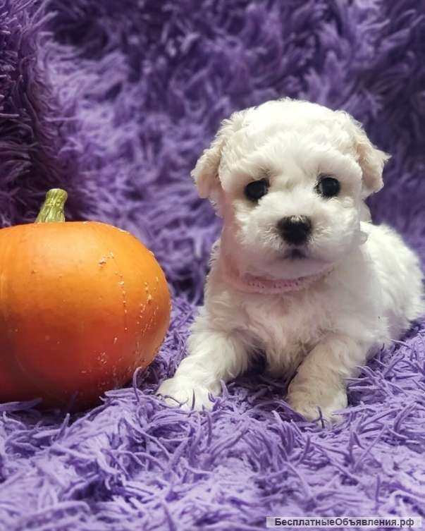 Щенки Бишон Фризе (резерв)