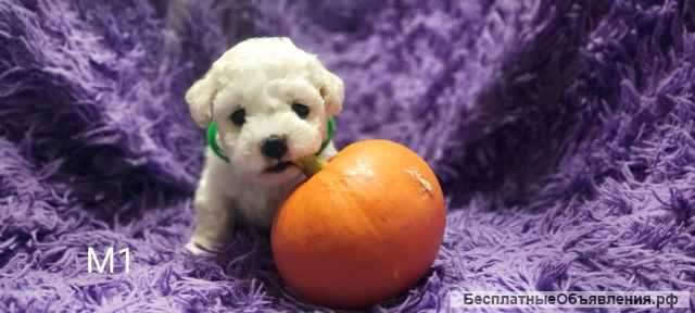 Щенки Бишон Фризе (резерв)