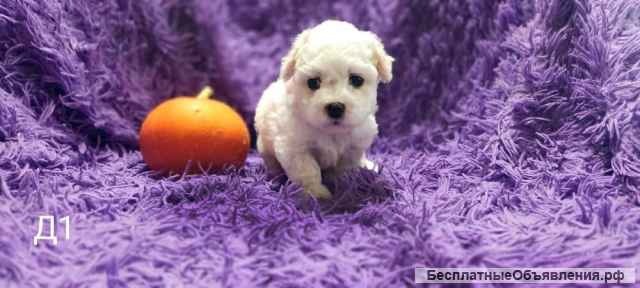Щенки Бишон Фризе (резерв)