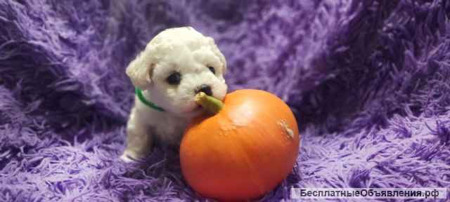 Щенки Бишон Фризе (резерв)