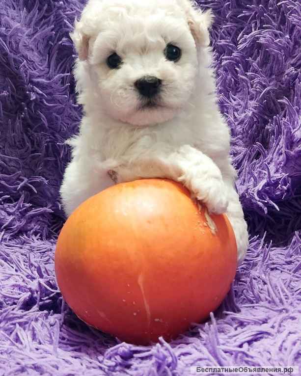 Щенки Бишон Фризе (резерв)