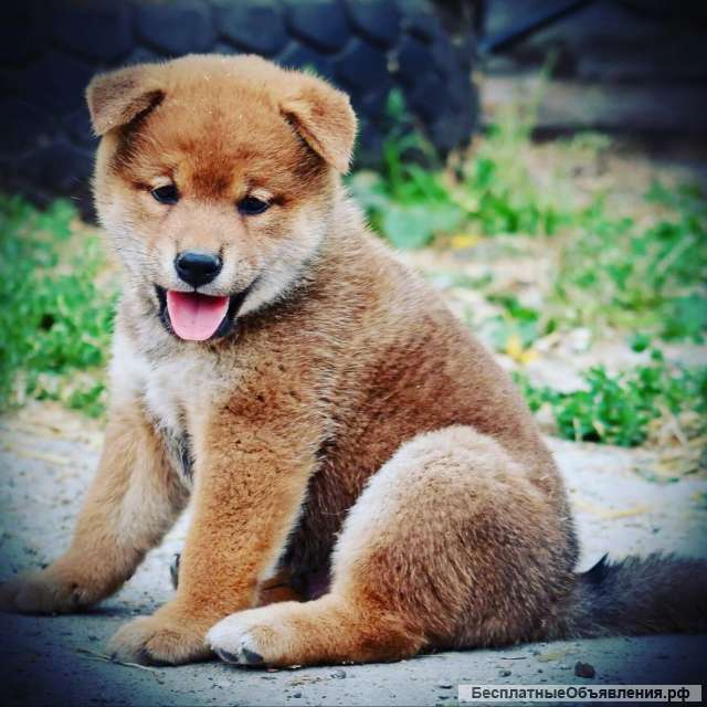 Сиба-ину. Щенки из питомника