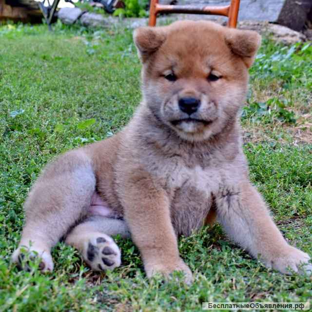 Сиба-ину. Щенки из питомника