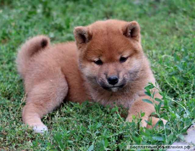 Сиба-ину. Щенки из питомника