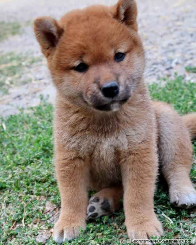 Сиба-ину. Щенки из питомника