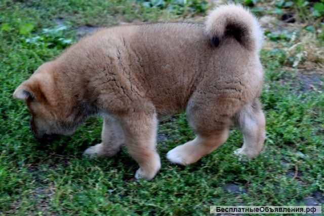 Сиба-ину. Щенки из питомника