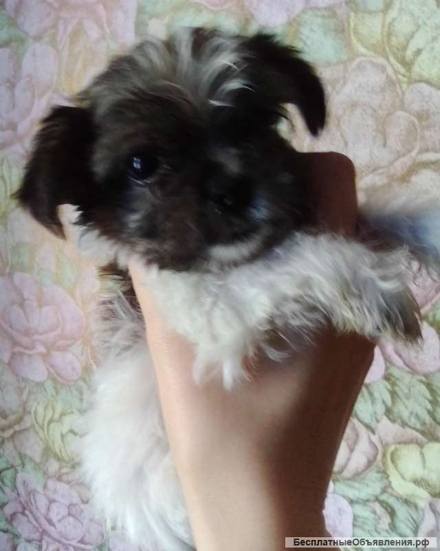 Мини БиверЙорк в любящие руки