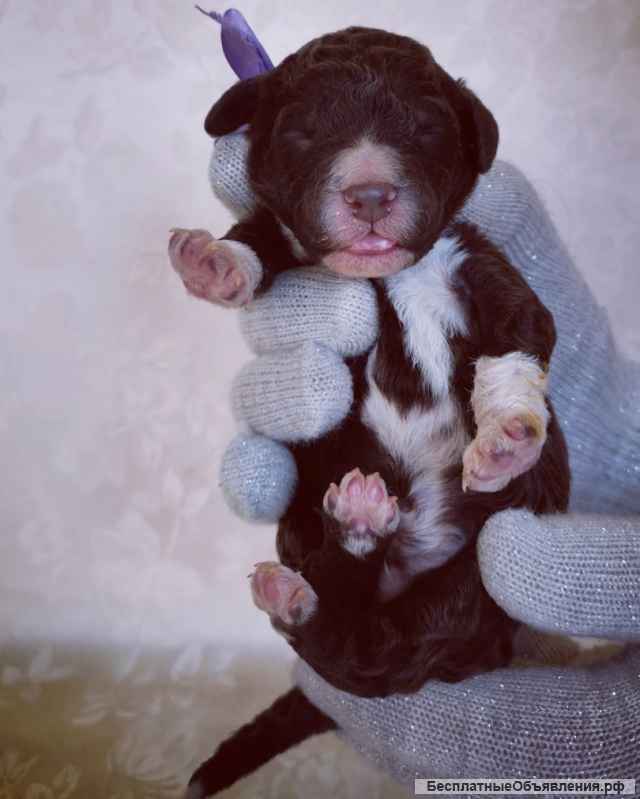 Щенки Лаготто Романьоло