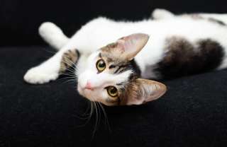 Молодой котик Монти в добрые руки