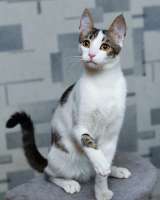 Молодой котик Монти в добрые руки