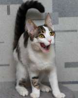 Молодой котик Монти в добрые руки