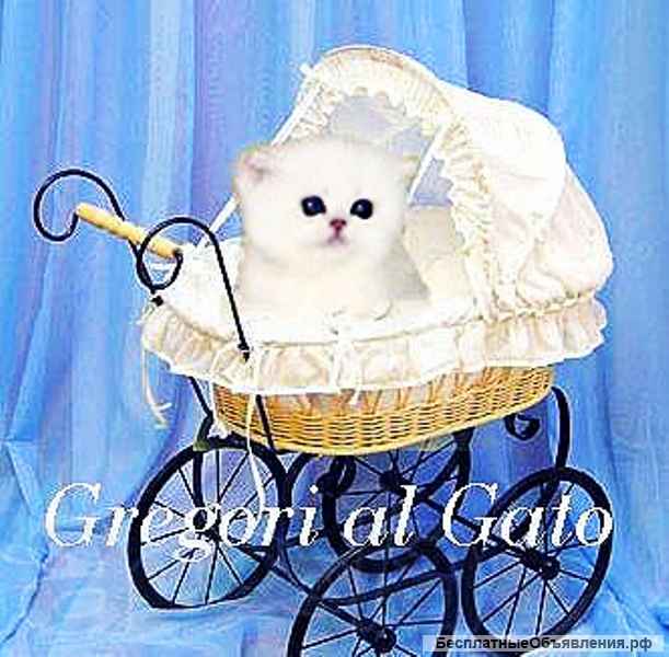 Британские клубные котята окраса шиншилла