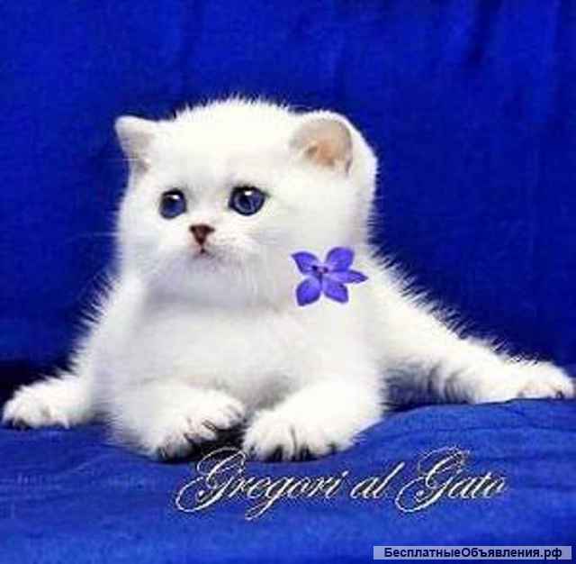 Британские клубные котята окраса шиншилла