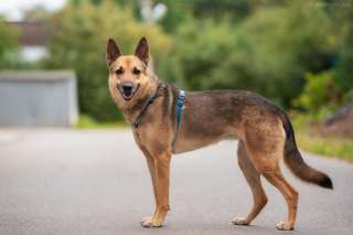 Преданнейшая собака Найта в добрые руки