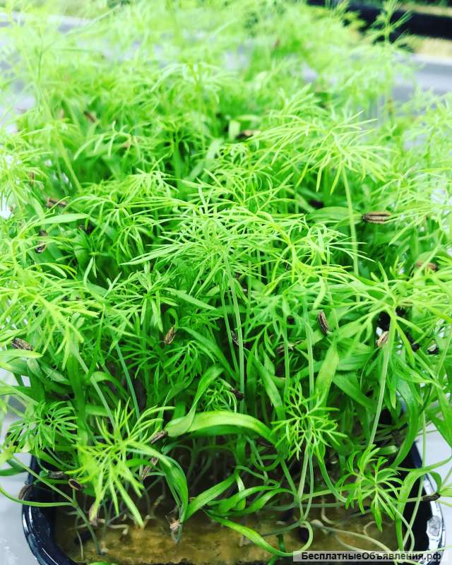 Доставка микрозелени с собственной сити фермы