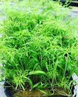 Доставка микрозелени с собственной сити фермы