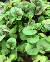 Доставка микрозелени с собственной сити фермы