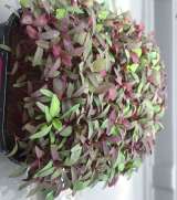 Доставка микрозелени с собственной сити фермы