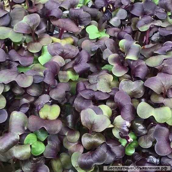 Доставка микрозелени с собственной сити фермы