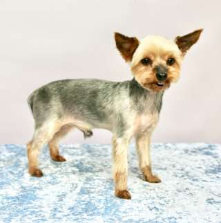 Славный пёс Чико в добрые руки