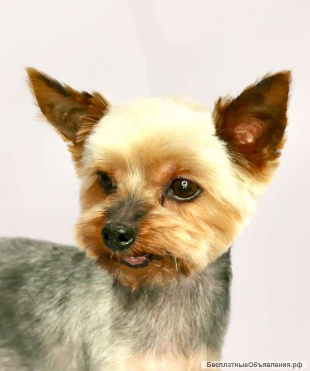 Славный пёс Чико в добрые руки