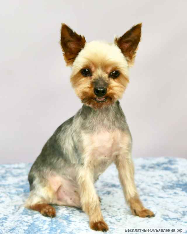 Славный пёс Чико в добрые руки