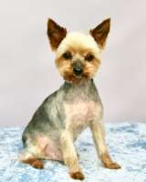 Славный пёс Чико в добрые руки