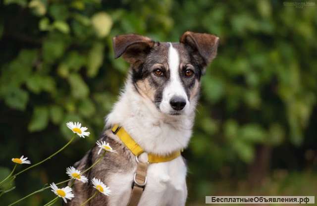 Игривая веселая собака Лиля в добрые руки