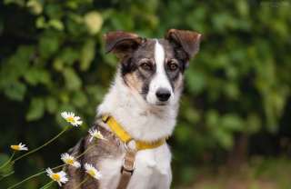 Игривая веселая собака Лиля в добрые руки