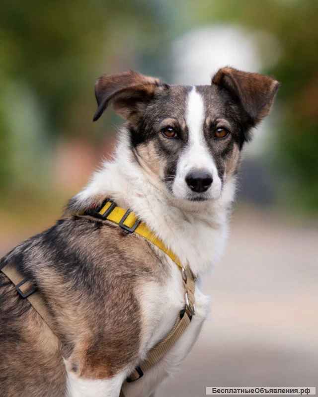 Игривая веселая собака Лиля в добрые руки