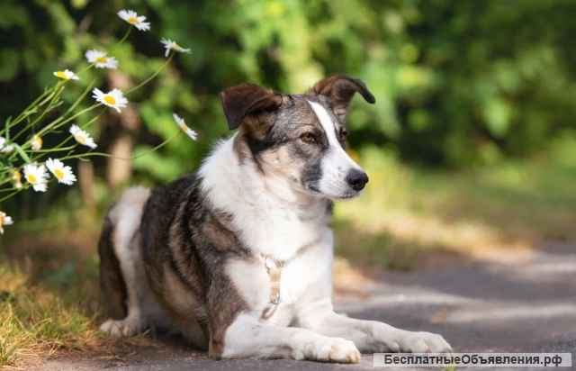 Игривая веселая собака Лиля в добрые руки