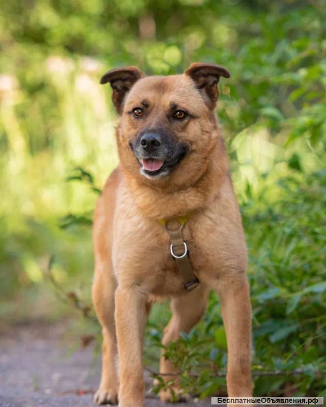 Добрая спокойная собака Лия в добрые руки