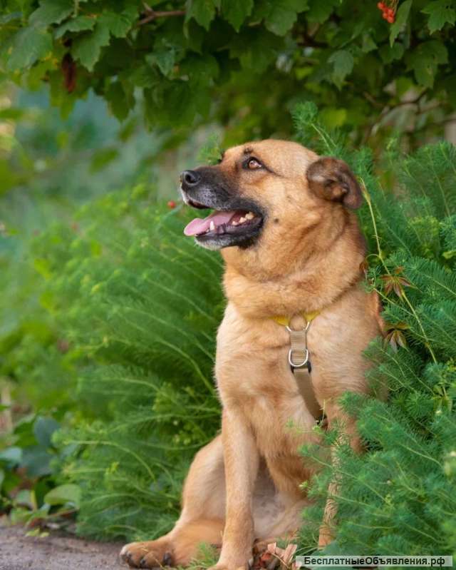 Добрая спокойная собака Лия в добрые руки