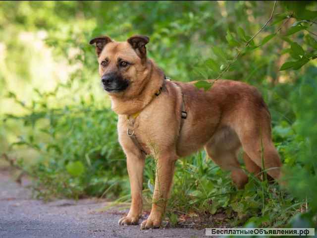 Добрая спокойная собака Лия в добрые руки