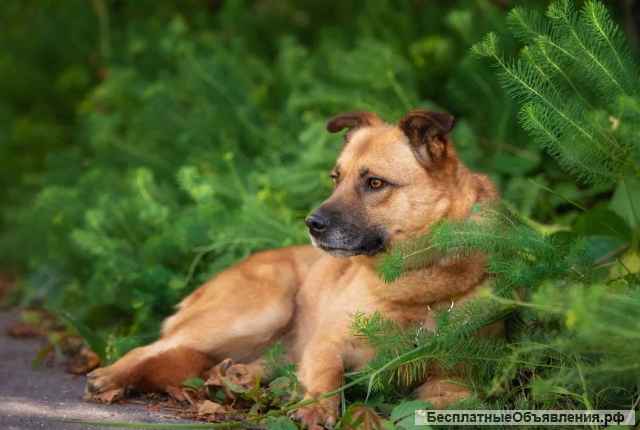 Добрая спокойная собака Лия в добрые руки