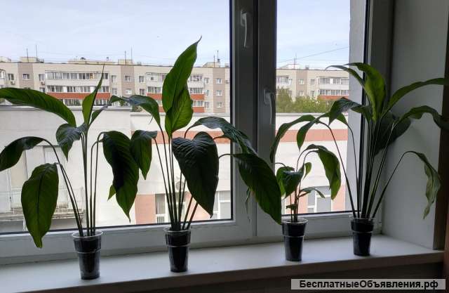 Спатифилум