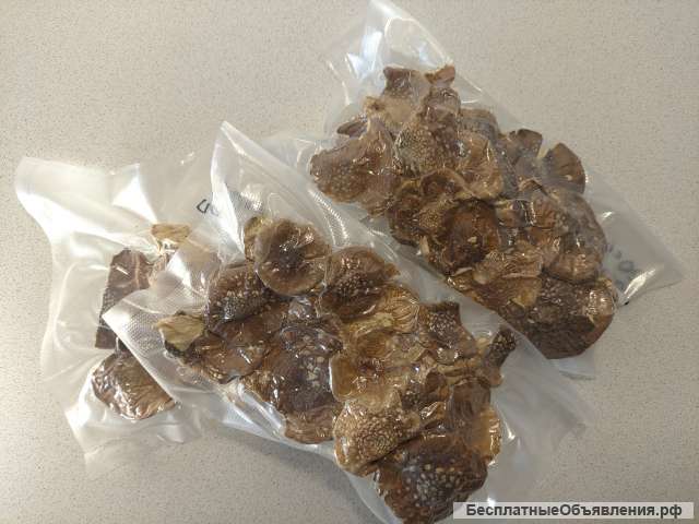 Пантерные мухоморы в Челябиснке